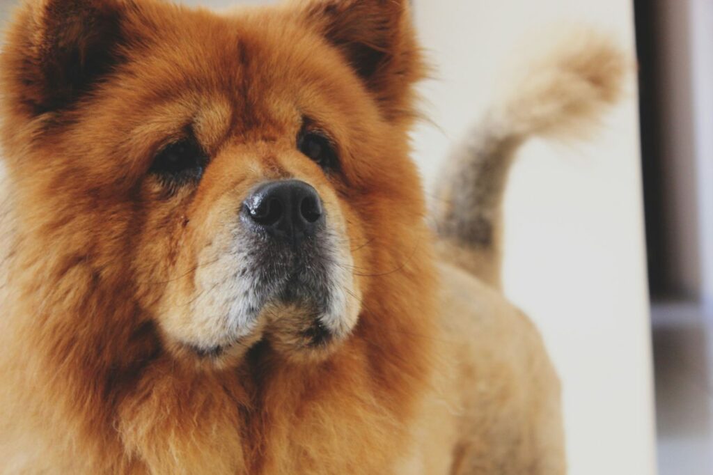 chow chow dog 