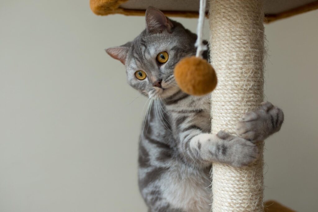 Cat on climbing play tree