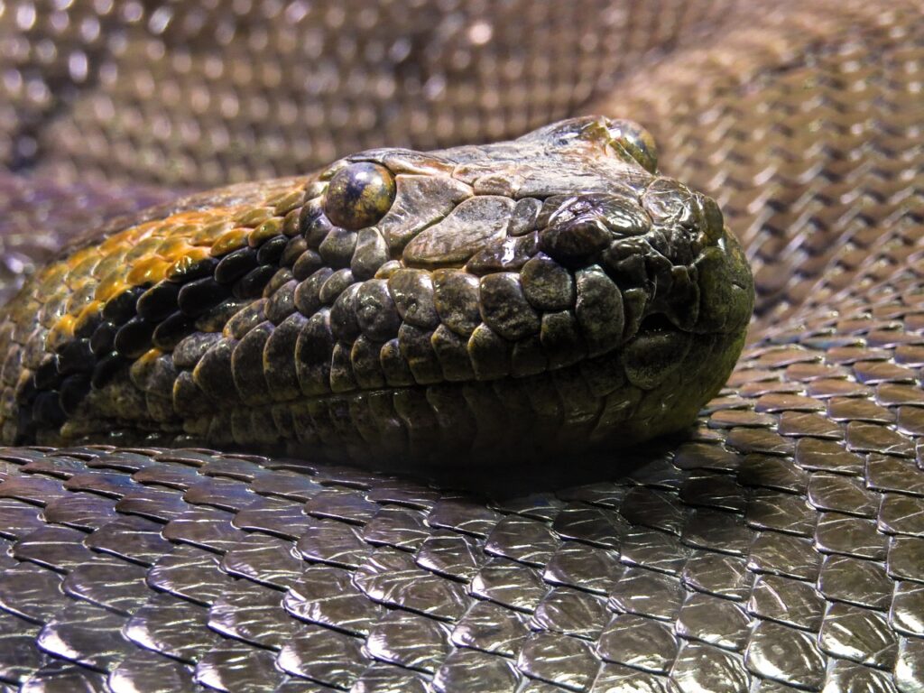 A Closeup of an Anaconda
