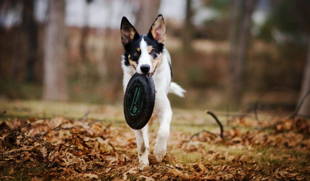 Border Collie dog carrying a frisbee.