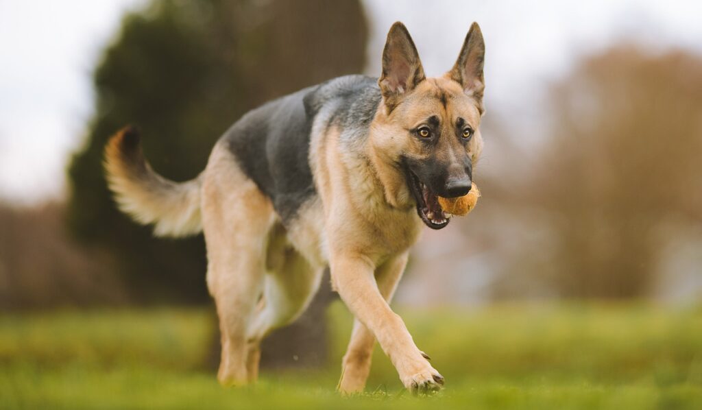german shepherd with ball in mouth