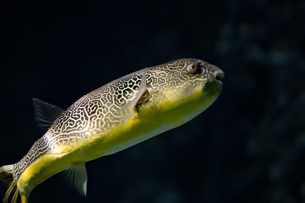 puffer fish