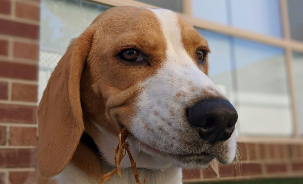 beagle dog with smile
