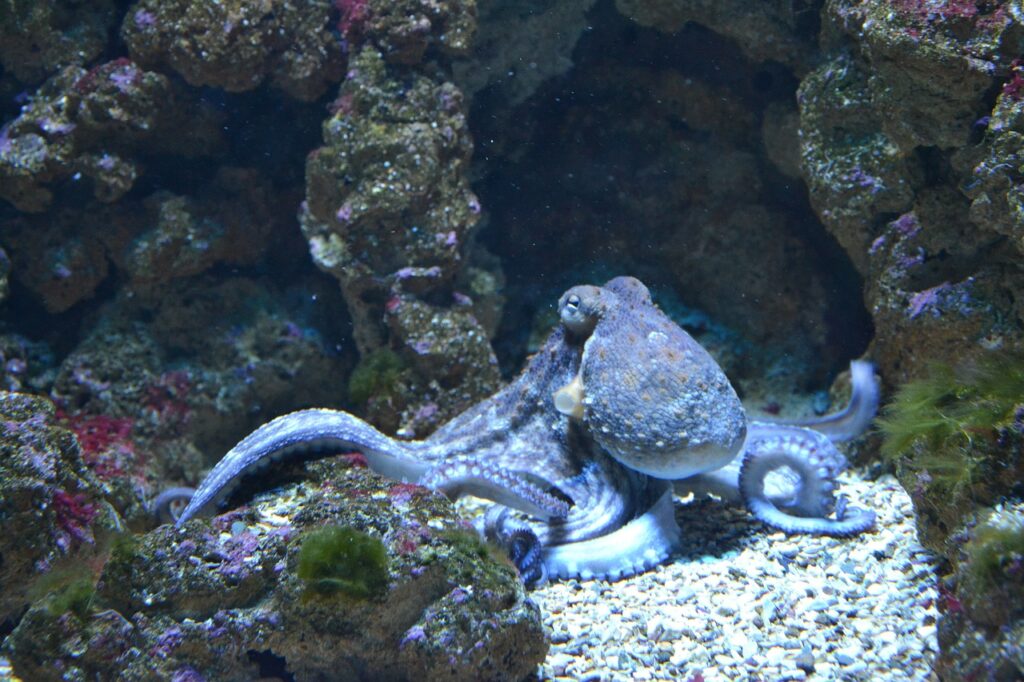 An octopus resting