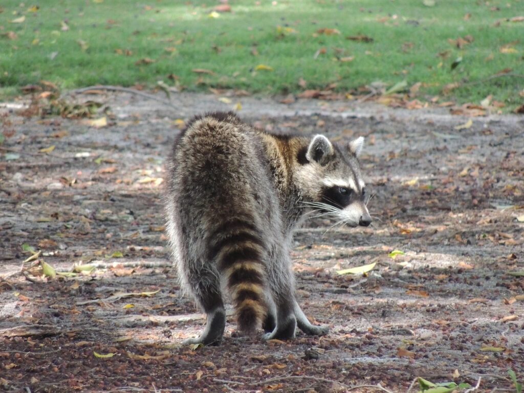 Raccoon's tail