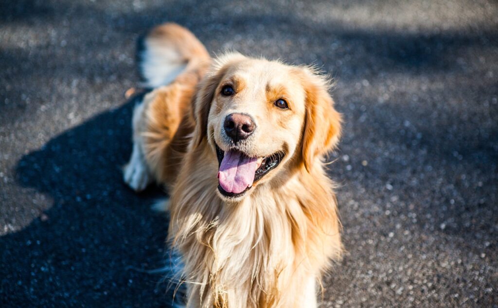 golden retriever with tongue out
