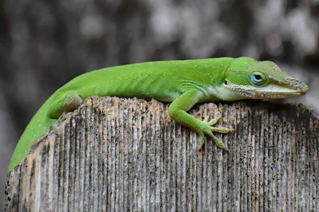 green anole