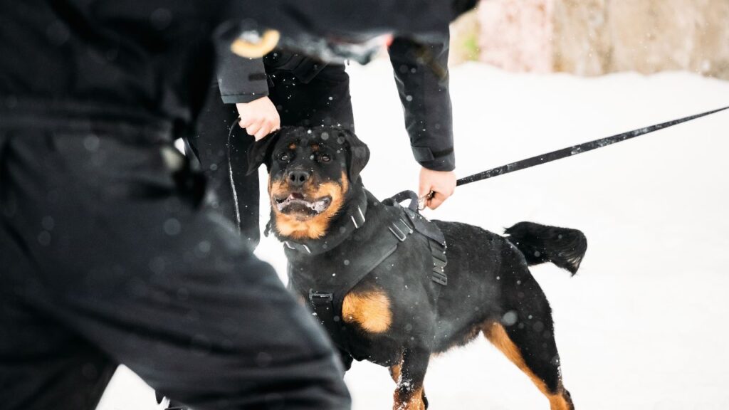 rottweiler