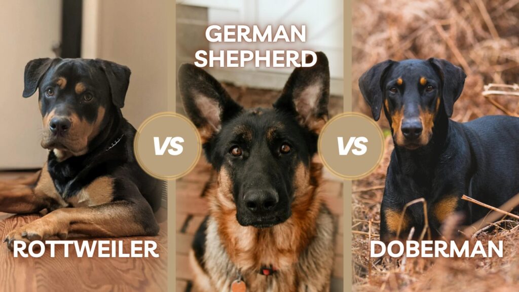 Rottweiler, German Shepherd, and Doberman