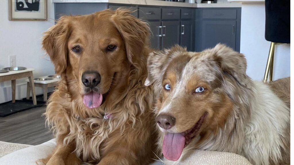 Golden retriever and Australian shepherd