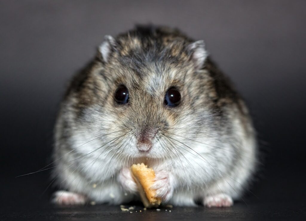 hamster eating