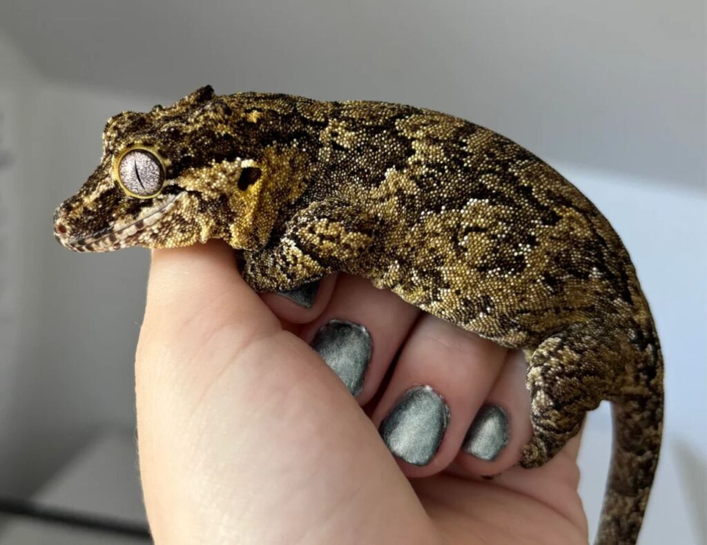 Gargoyle Gecko