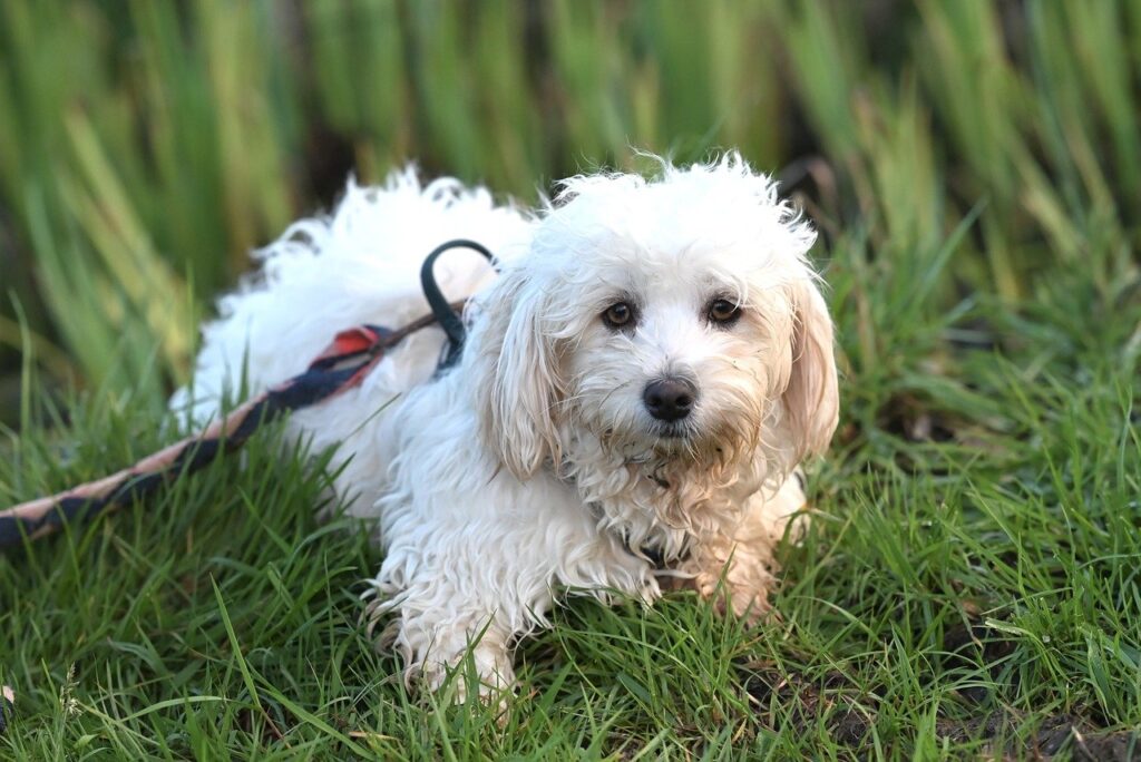 Havanese dog on grass 