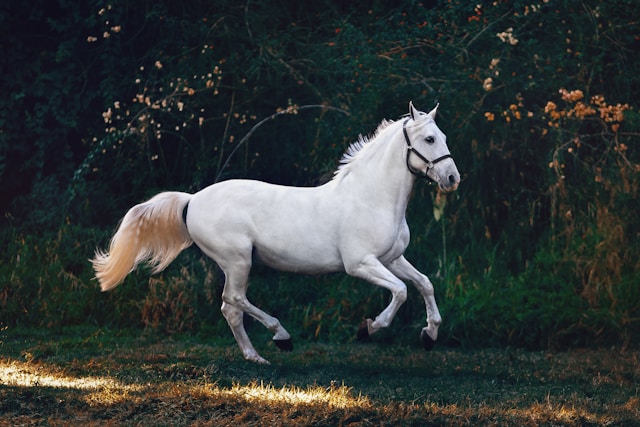 Andalusian Horse