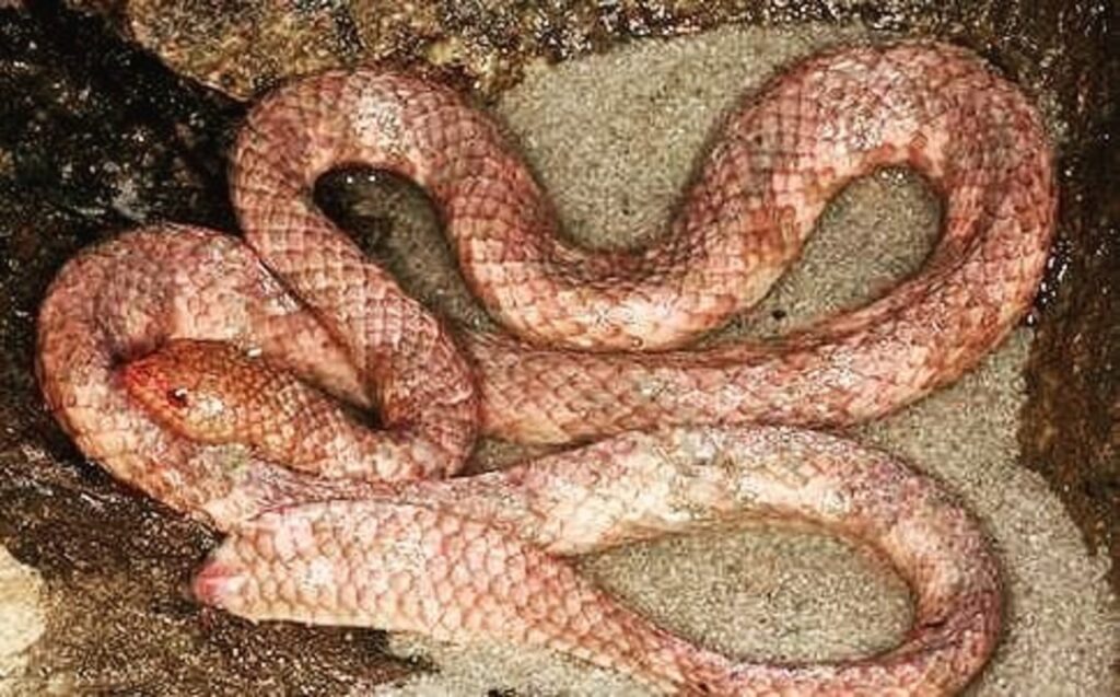 A Leaf-scaled Sea Snake