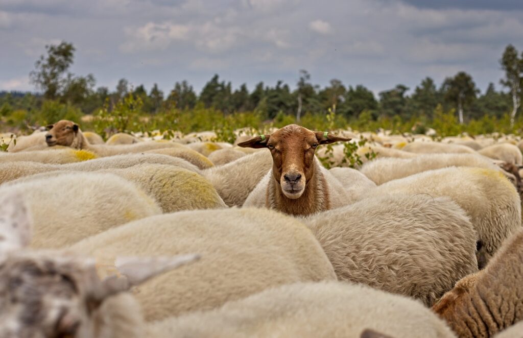 herd of sheep