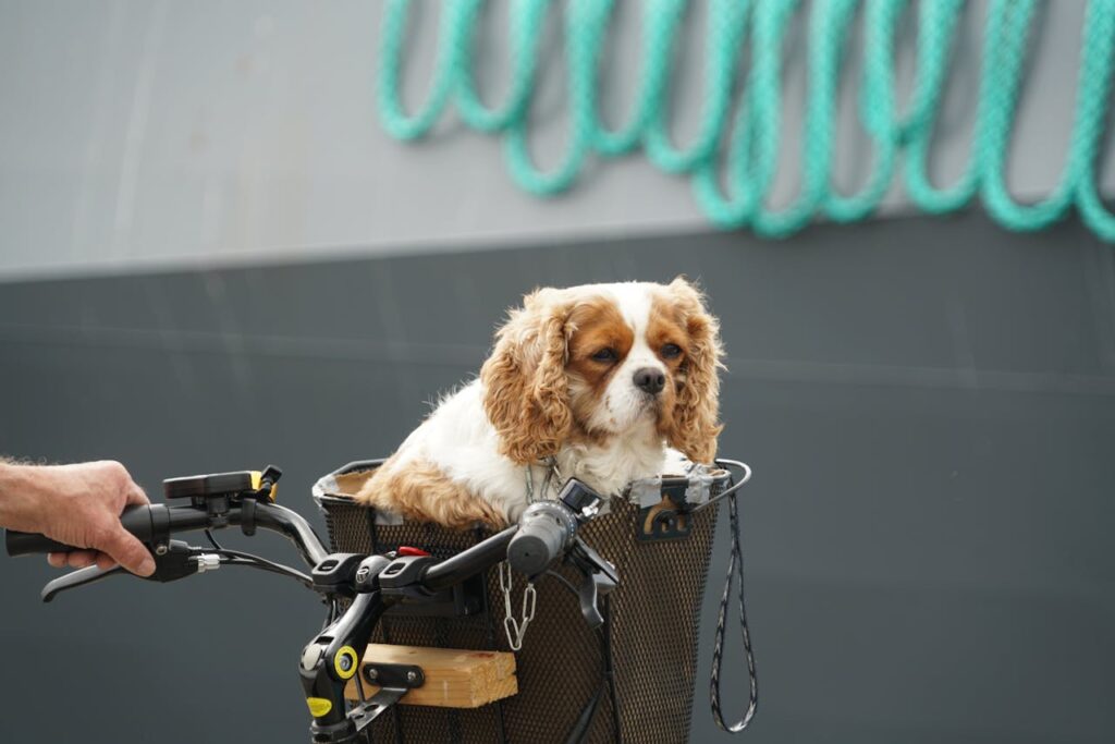 Cavalier King Charles Spaniel in the Bicycle Basket