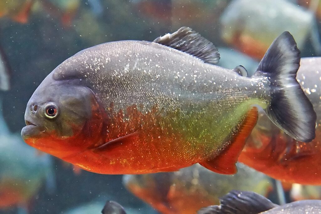 Red-Bellied Pacu Fish