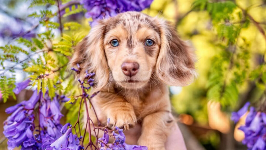 Honeydew the daschund