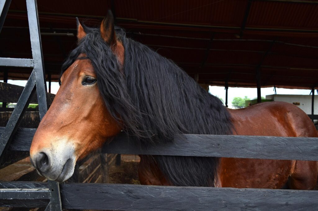 Percheron horse at a farm