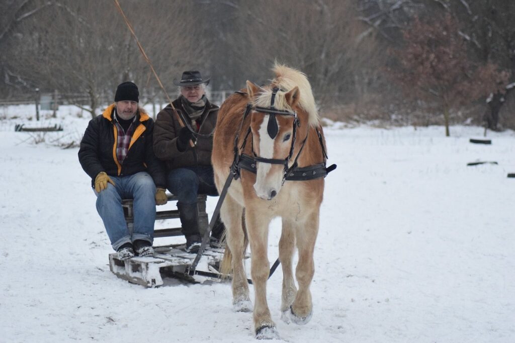 Haflinger horse carriage carrying two people