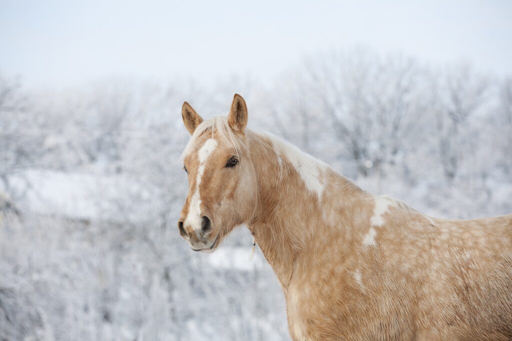Palomino