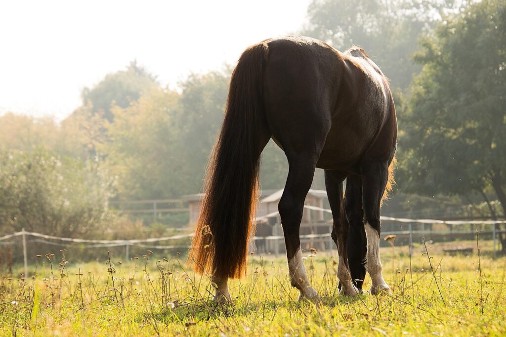 American Saddlebred