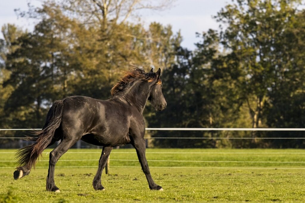 friesian-horse
