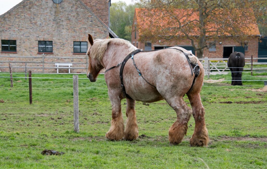 belgian horse