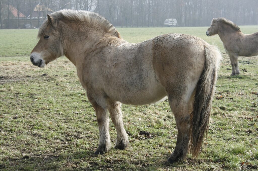 Norwegian Fjord Horse