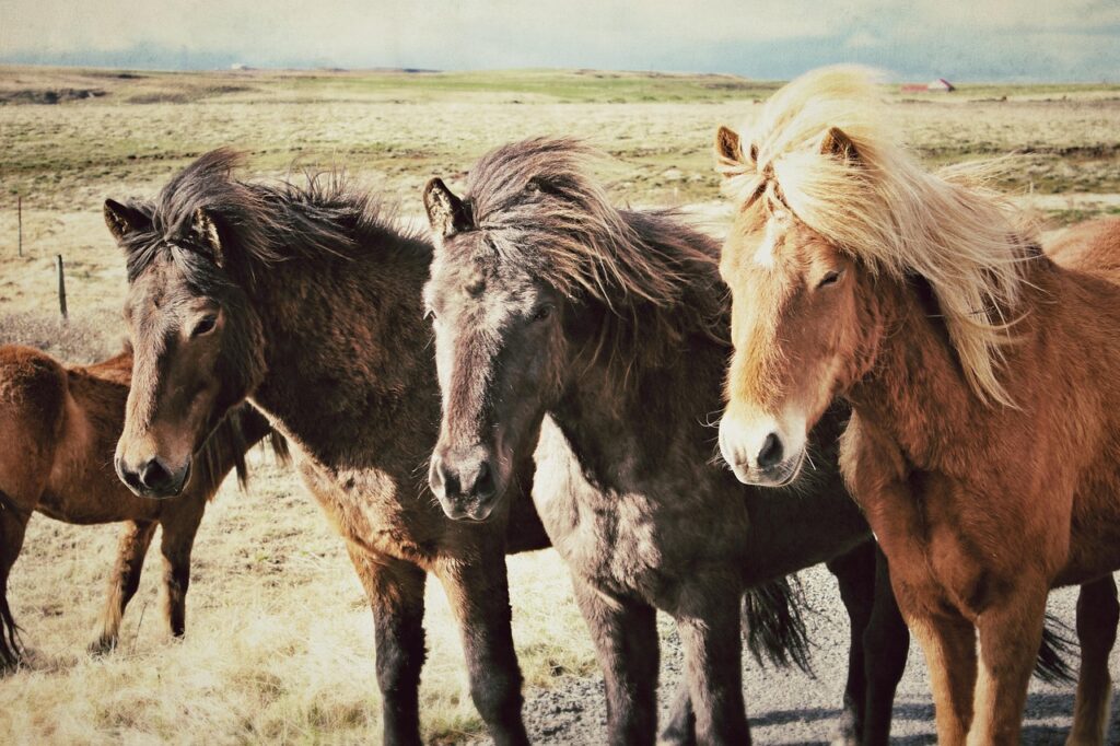 Icelandic horses in various plumes
