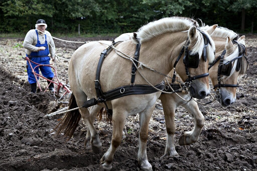 horses plowing a field