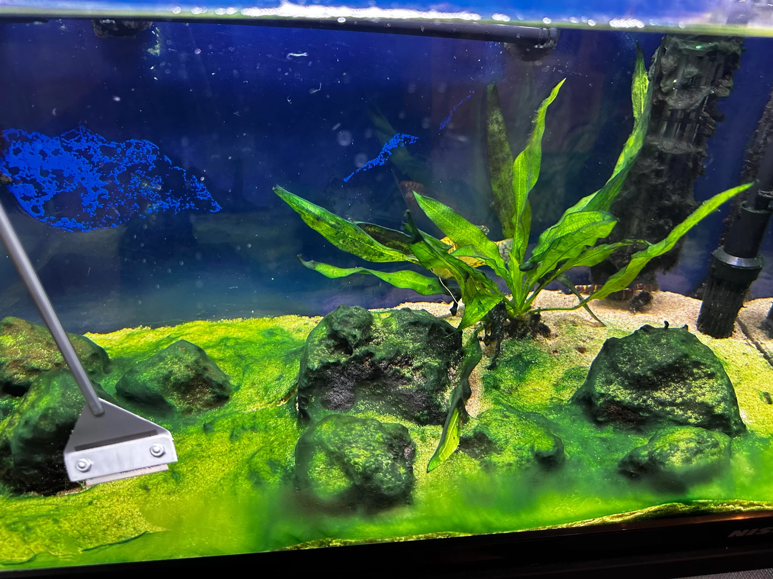 Algae cleaning Aquarium
