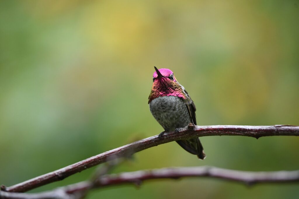 purple hummingbird