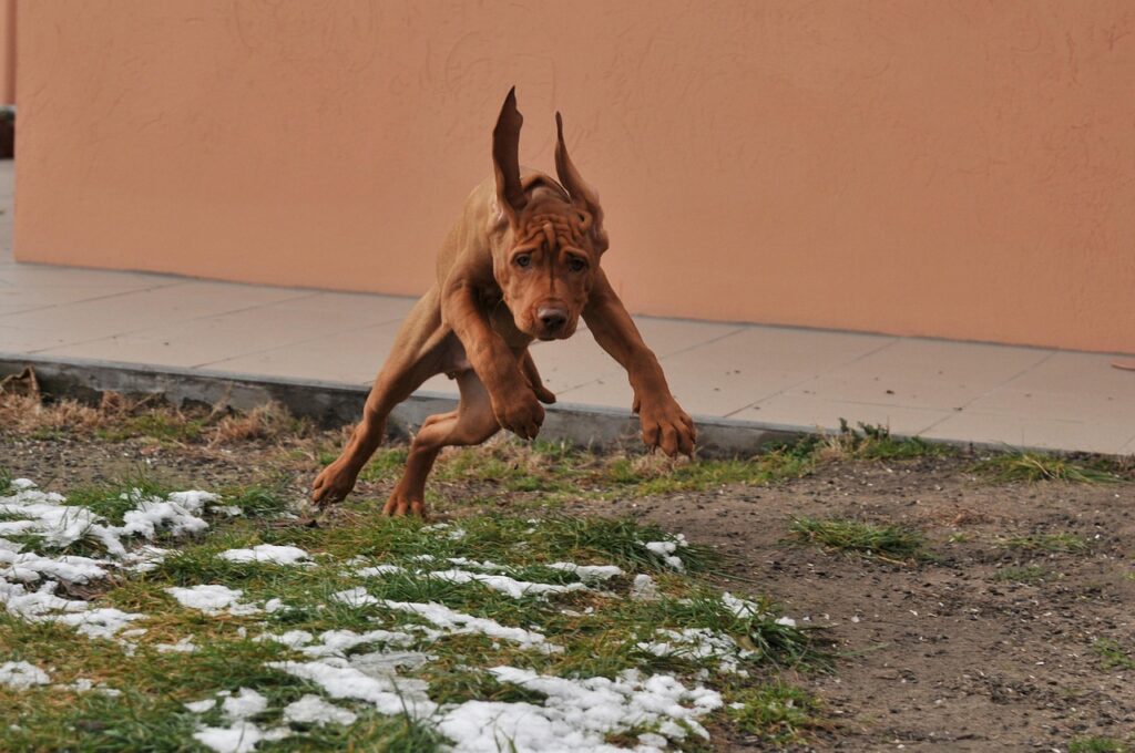 hungarian vizsla dogjumping
