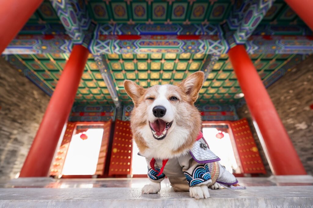 A Corgi in an attire