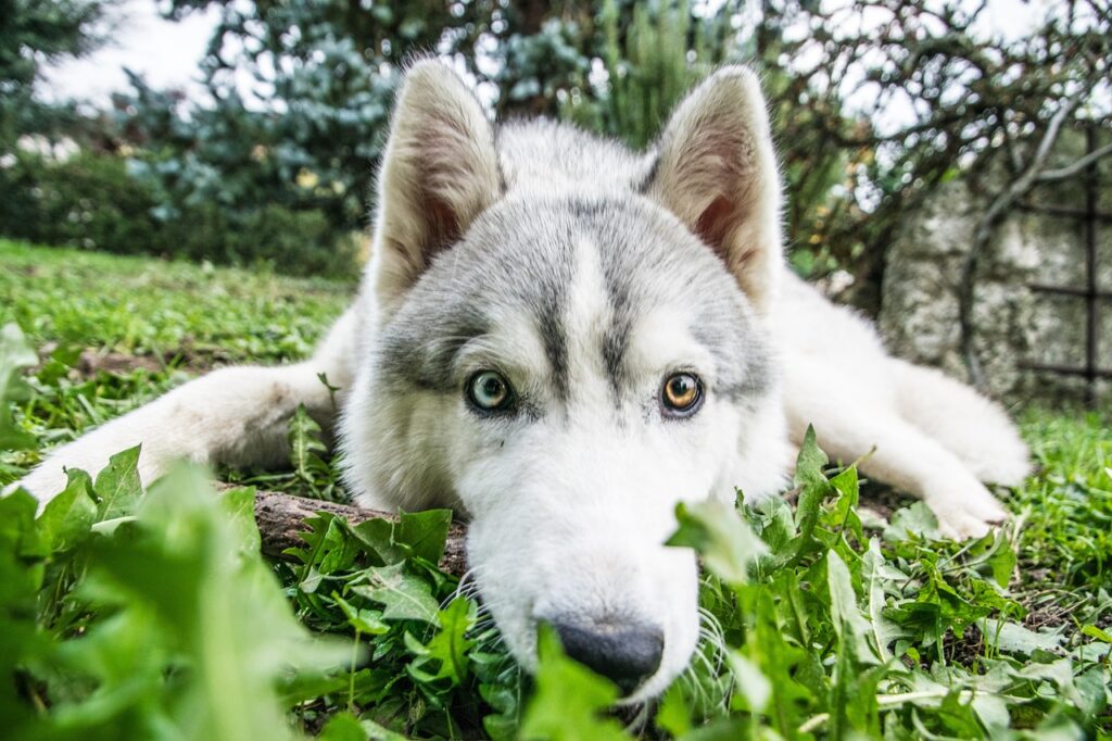 siberian husky curious