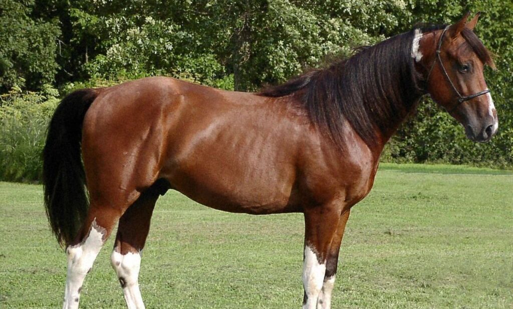 missouri fox trotter