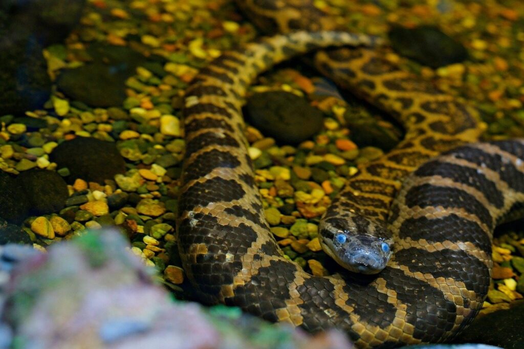 A Yellow Anaconda