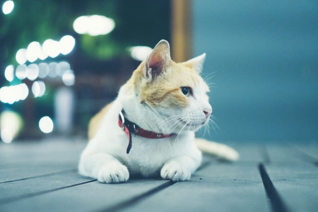 ignoring cat