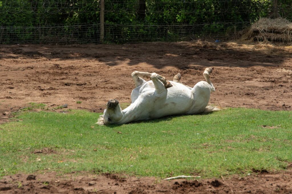 Common Behavior Problems in Horses