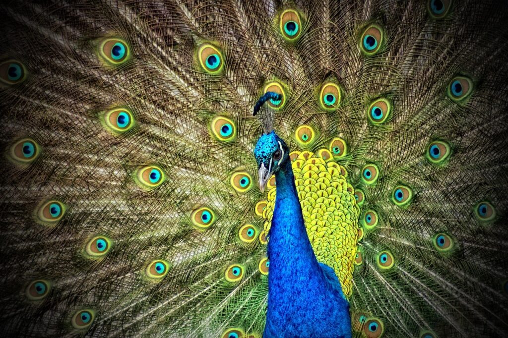 indian peafowl