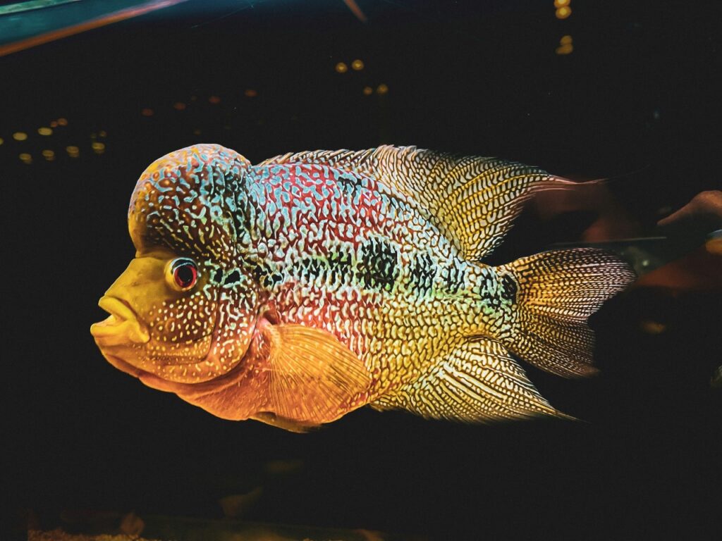Flower Horn Fish