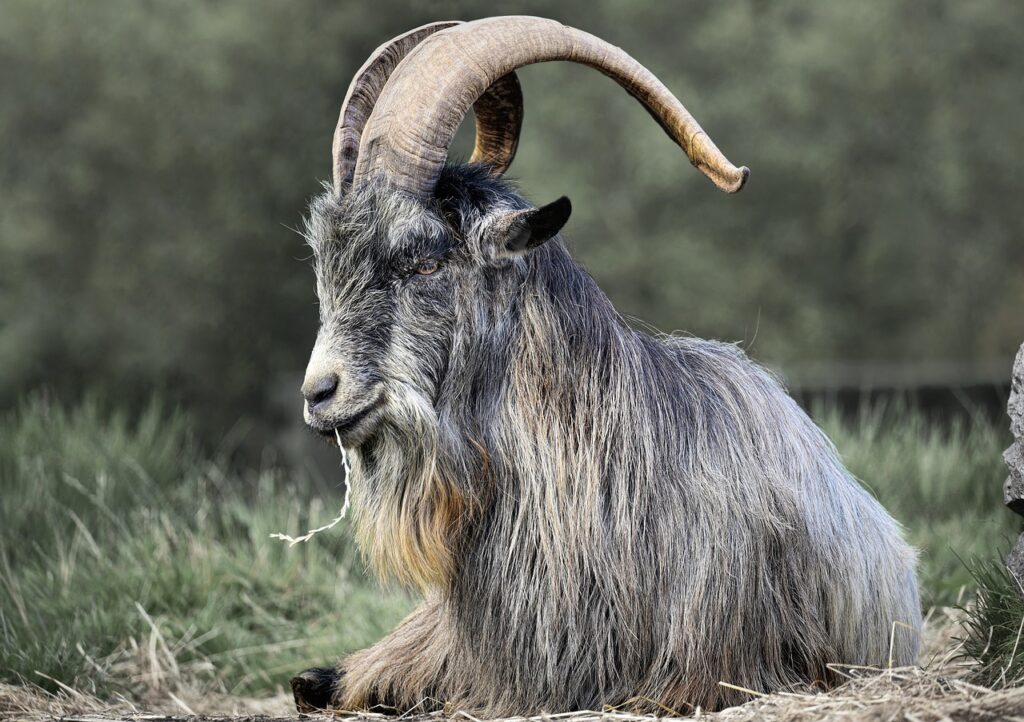 pygmy goat