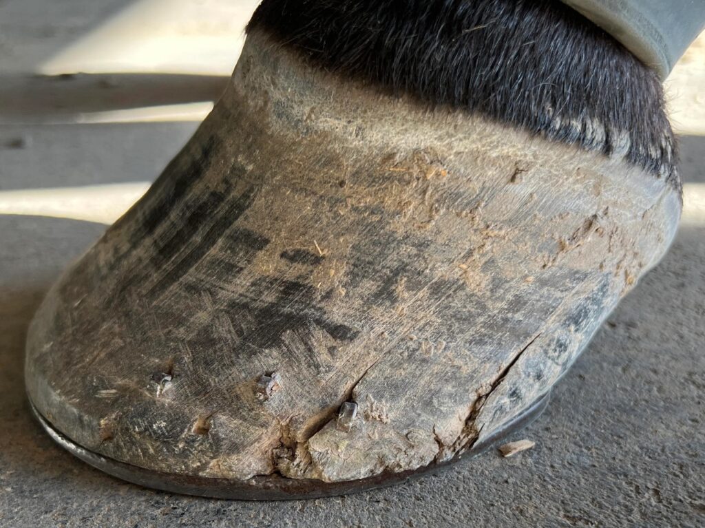 Horse hooves crack