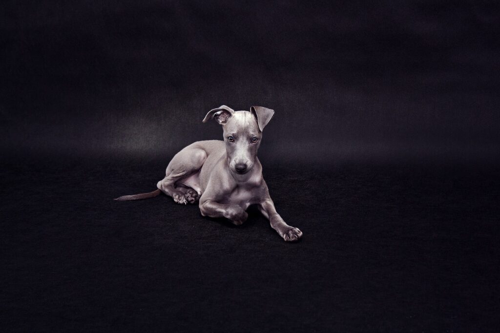 italian-greyhound