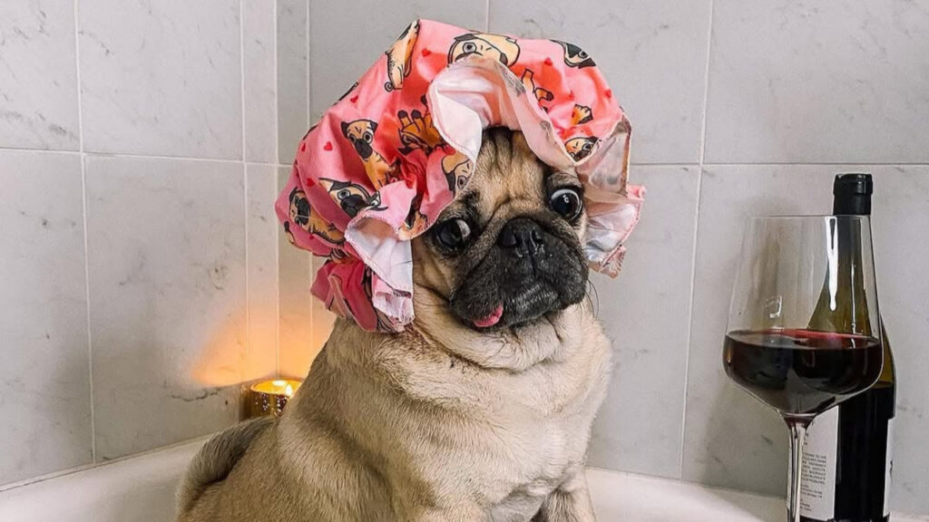 Doug the pug