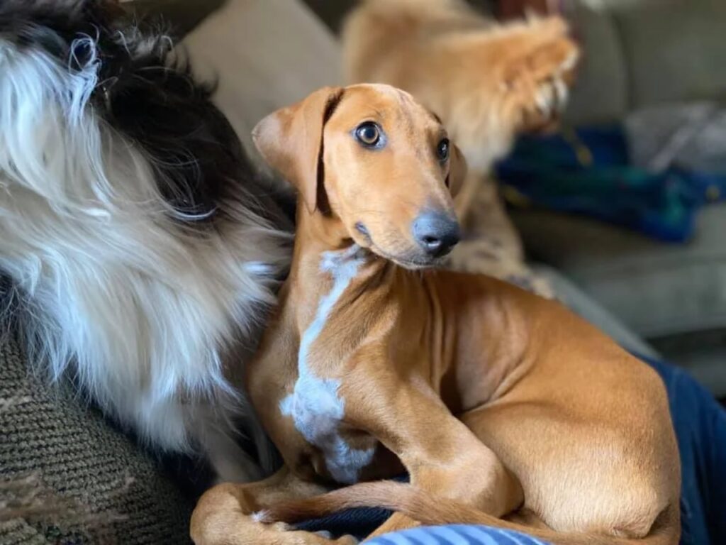 Azawakh Puppy
