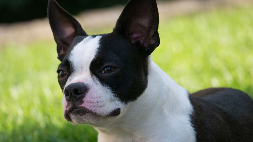 boston terrier close up