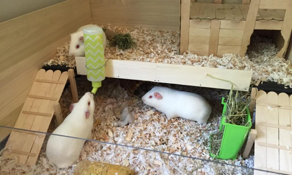 guinea pigs cage